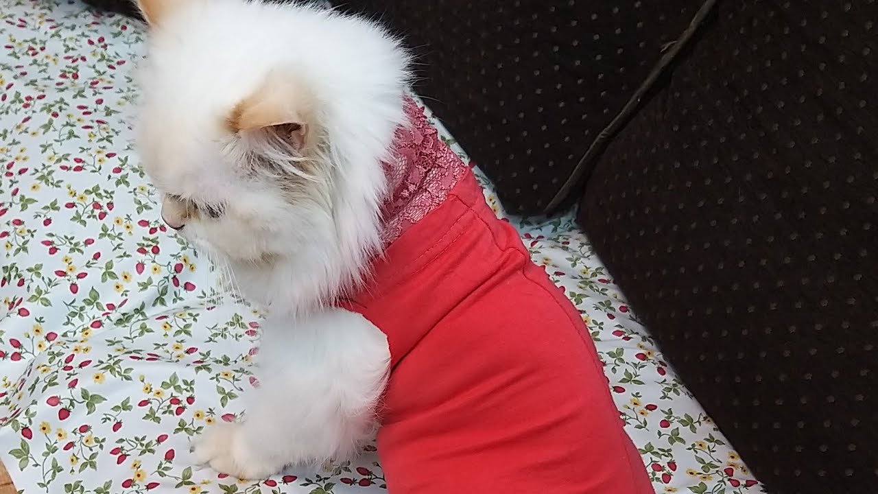 كيفيه صنع ملابس للقطط بأشياء موجوده في كل بيت - YouTube
