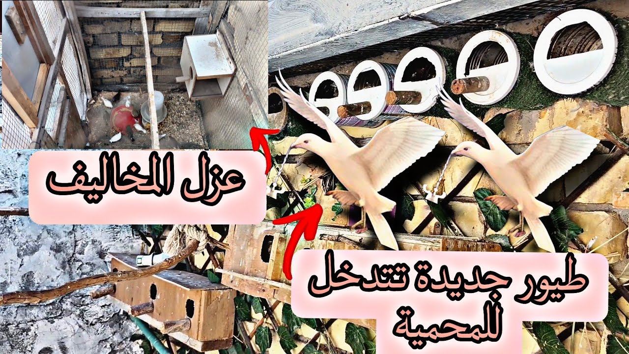 طيور جديدة تتدخل للمحمية😌عزل مخاليف الفناجس روتيني اليومي في المحمية😀