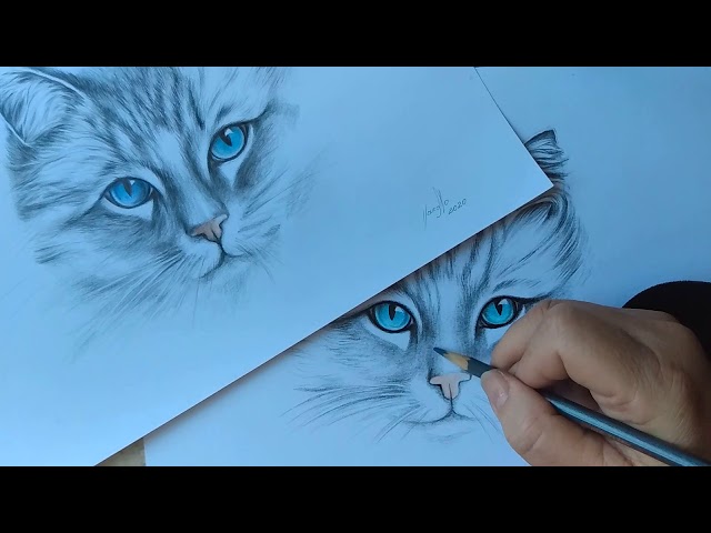 O processo de desenhar o retrato de um gato. desenho realista de um gato  com lápis de cor. local de trabalho do artista. artista no trabalho