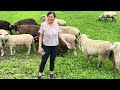 Ros and her Sheep #asmr #love #lovely #happy#cute#tbt