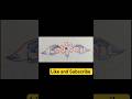 Simple Border Rangoli Design 🪷|Border Rangoli |Easy Border Rangoli | Rangoli shorts #shorts