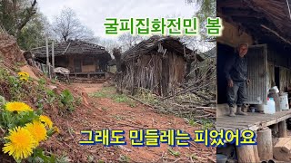 굴피집에 또 한번의 봄이 찾아왔고 노란 민들레꽃도 피었습니다