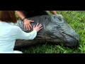 Jurassic World - Dead Apatosaurus Scene - HD 1080p