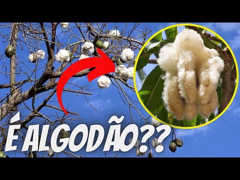 Vídeo: Algodão Semelhante A Uma árvore