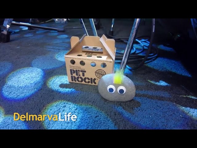 USB Pet Rock