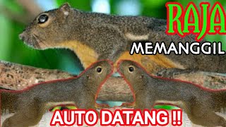 🍉 PASTI DATANG!!! SUARA PIKAT TUPAI | the voice calls out for squirrel