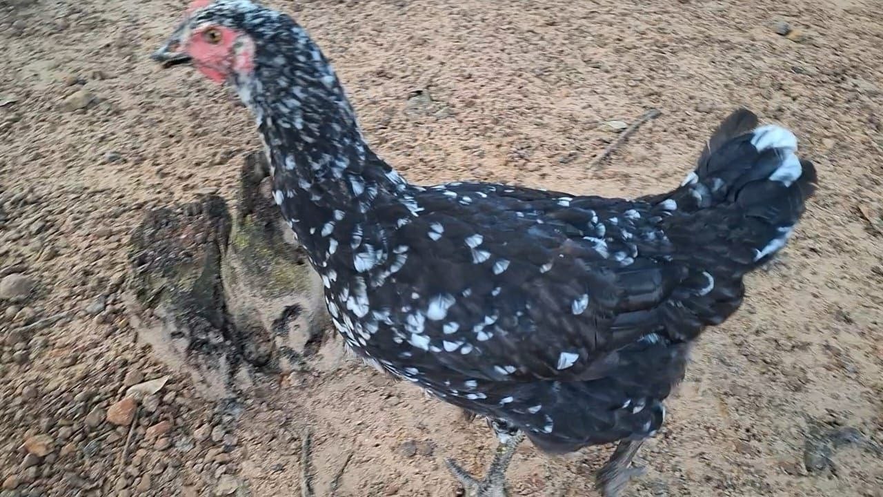 Mostrando minhas frangas GSG + resposta: Depois do ANTIBIÓTICO quando a CARNE fica SEGURO p consumo?