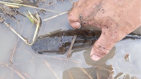 Bắt cá rô, cá lóc, ...trên đồng lúa vừa cắt |  Catch perch,... on the field