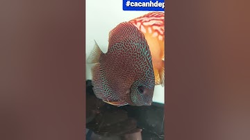 Cá đĩa cảnh bắt cặp ép đe