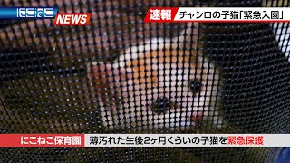 【にこねこ速報】茶白の子猫が ご入園しました