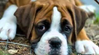 Boxer Puppies For Sale