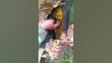 Honey harvest@Nheng#