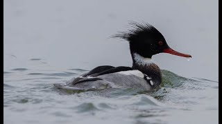 Zaagbekken in de winter herkennen, nonnetje, grote zaagbek, middelste zaagbek #128 smew, merganser by Paul Saager 1,002 views 6 months ago 5 minutes, 7 seconds