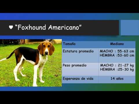 FOXHOUND AMERICANO ♥ RAZAS DE PERROS Foxhound Americano: Origen, Características, Alimentación Y Más