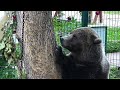 Медведь очень занятой 🐻💼/Bear Mansur