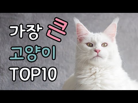 가장 큰 고양이 TOP10 | Top 10 largest cat breeds in the world | 고양이 랭킹 | 고양이 순위