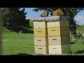 Our Story | 100% Pure New Zealand Honey | NZ Story