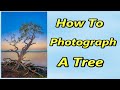 How To Photograph A Tree