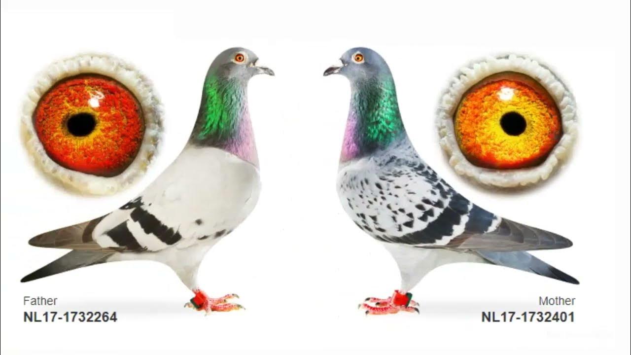 racing pigeon The most expensive 4 carrier pigeons for long distances