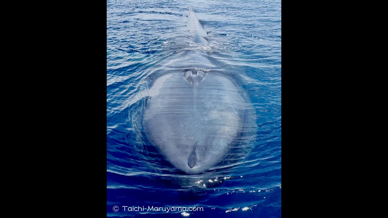 地球史上最大級の生物 シロナガスクジラ Blue Whale Shorts Youtube
