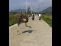 "Prison break" Ostrich Runs at Large, Creating Sensation Online