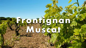 Comment est fait le Muscat de Frontignan ?
