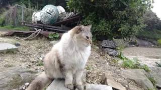 [猫島]馬島で見かけた猫ちゃん達。
