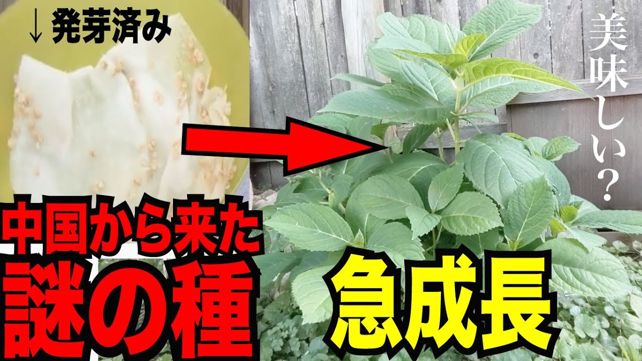 奇跡 中国から送られてきた謎の種を発芽させて植えたら一日で急成長 Youtube