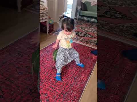 Maya karpuzdan düştü