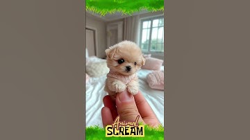 “Anjing Kecil Lucu dan Imut Bikin Gemes! 🐶❤️ Video Viral Bikin Ketawa & Bahagia”