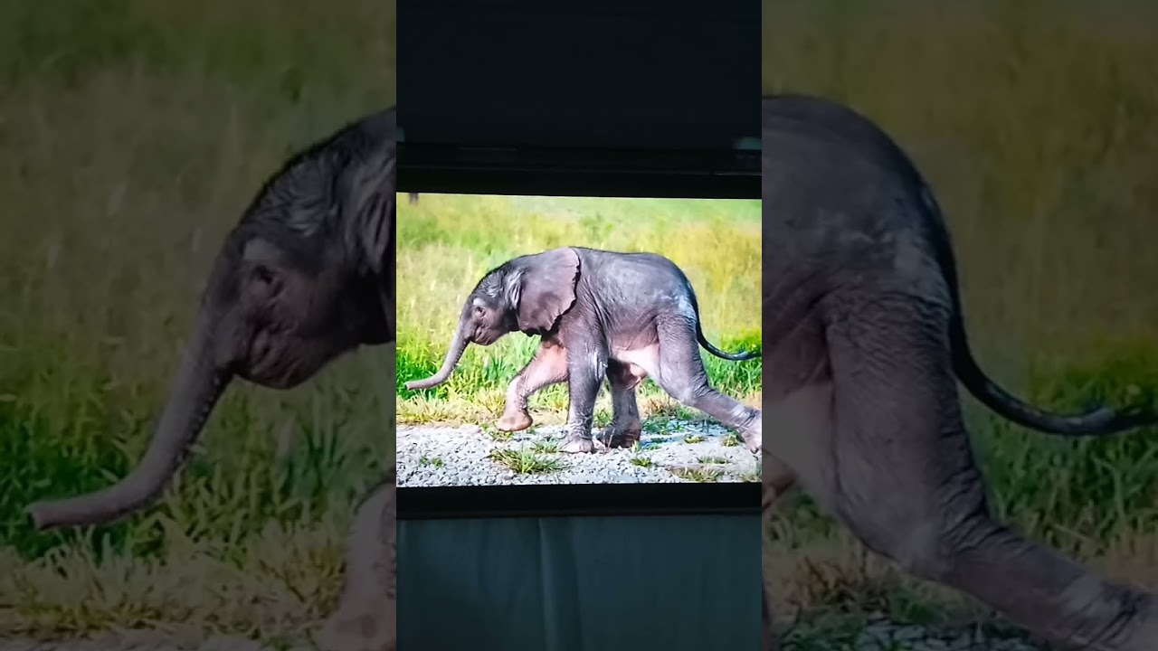 Baby Elephant Screaming Sound Effect
