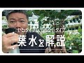葉水のいるヤツいらないヤツを解説