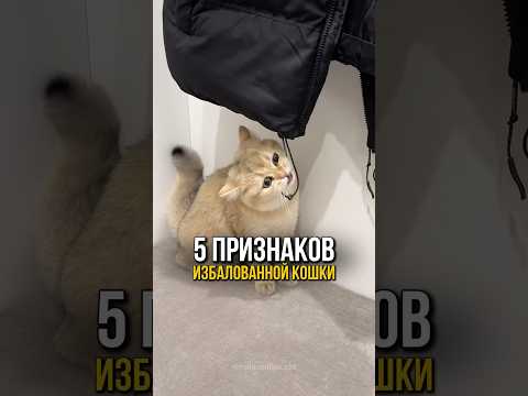 Как понять что кошка избалована?🐈