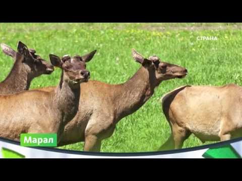 Кто Такой Марал Фото Кто Такой Марал Фото