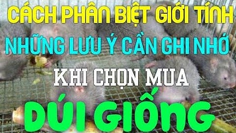 Cách phân biệt dúi đực, dúi cái; Những lưu ý khi chọn mua dúi giống/Giá dúi hiện nay/L.hệ 0963914039