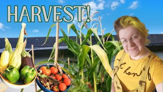 Amateur gardener harvests some veggies | August garden tour and harvest!