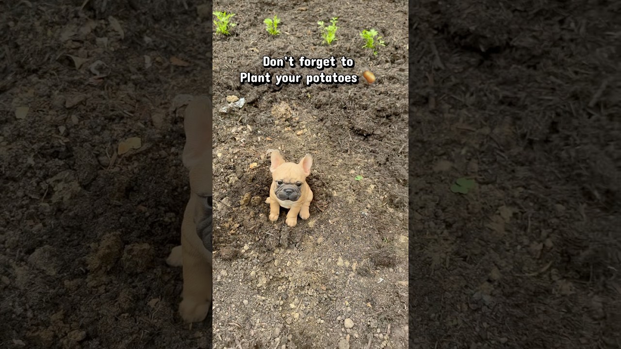 It’s a magic dog 🪄 #dog #frenchbulldog #dogmagic #magicdog