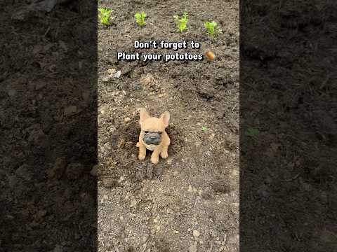 It’s a magic dog 🪄 #dog #frenchbulldog #dogmagic #magicdog