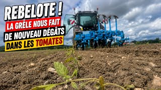 Déjà des dégâts de grêle mi-mai… c’est épuisant 😣 pauvres tomates…