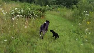 Cujo Finds His Courage