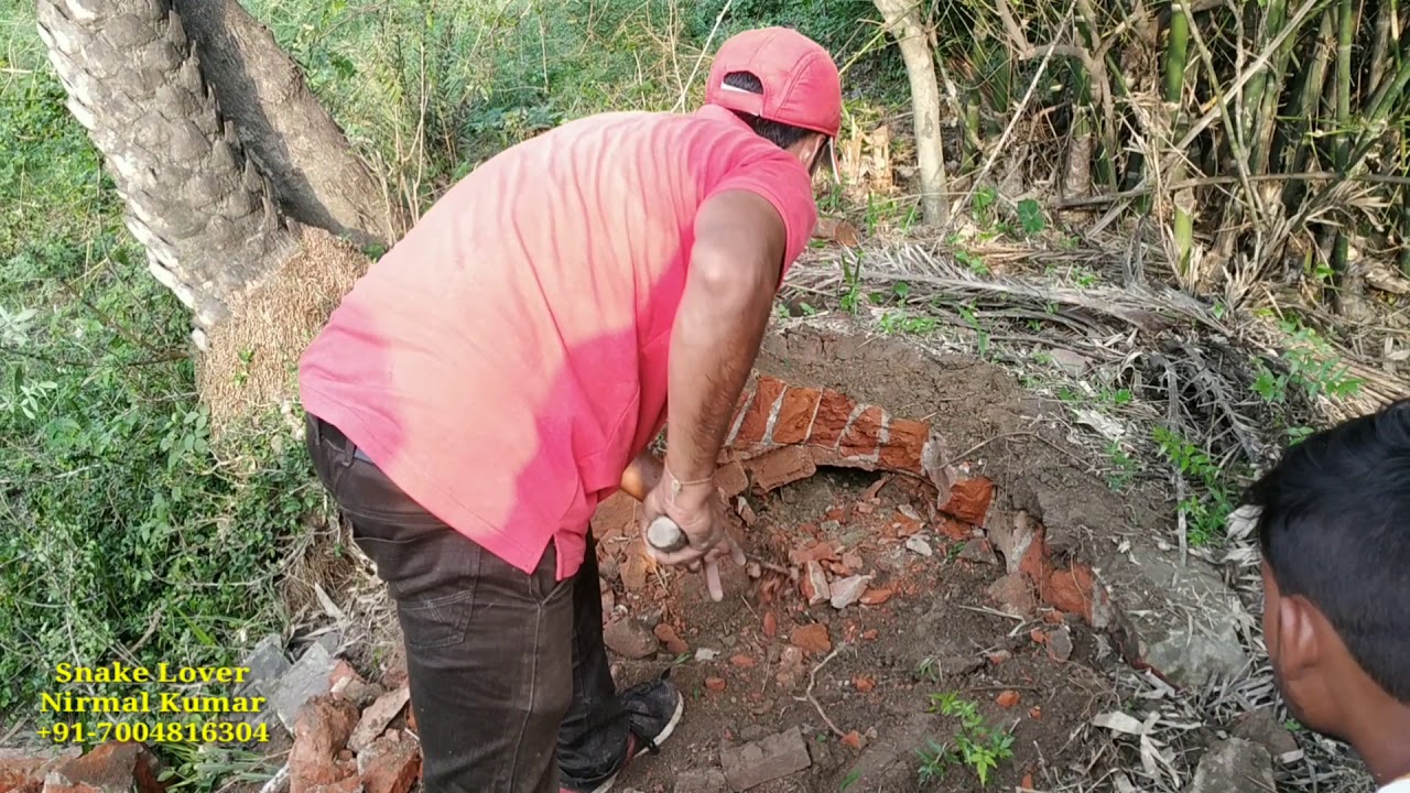 lover album lyrics Big Rat Snake rescued from Halimpur, Jamalpur