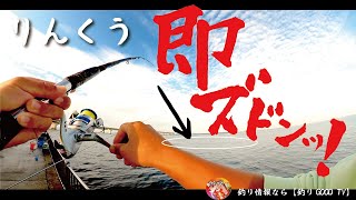 【りんくう】良型魚群がやってきたのでピンポイントで仕掛けを落とすと……竿がブチ曲がる。