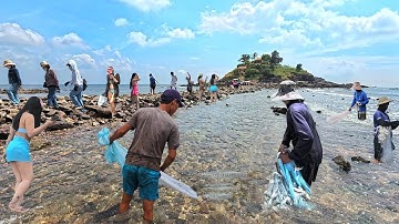 Cảnh Tượng Khó Tin Lại Xuất Hiện Tại Đảo Hòn Bà Vũng Tàu - Các Chú Chài Cá May Trúng Mánh