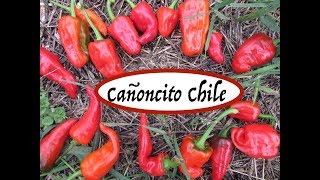 Vegetable Variety Review: Cañoncito Chile