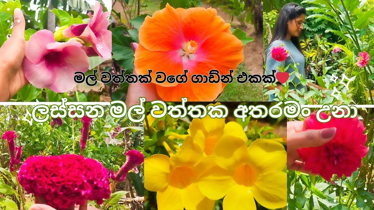 මටනං මෙහෙං එන්න හිතුන්නෑ ඒ තරං ලස්සනයි🌺ලස්සන මල් වත්තකට ගියා වගේ #GARDEN #VLOG