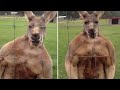 This buff kangaroo looks like it's on steroids!