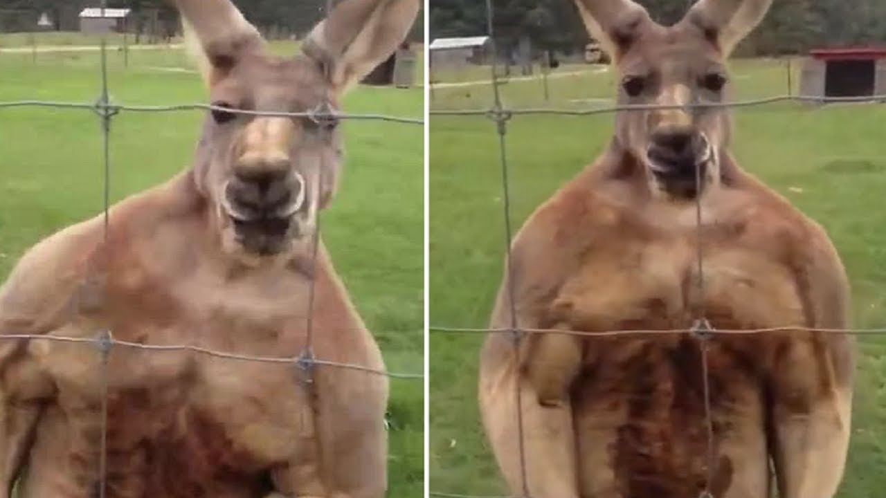 This buff kangaroo looks like it's on steroids! - YouTube