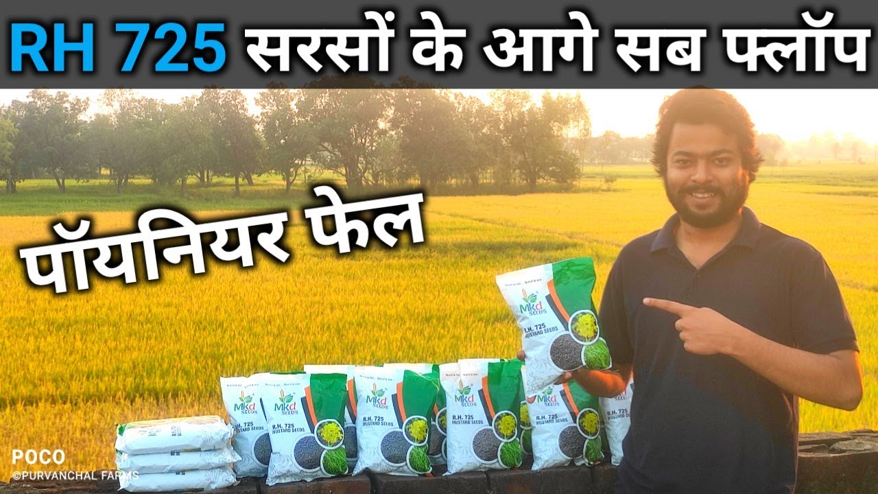 RH 725 सरसों की बेहतरीन किस्म🔥🔥| RH 725 Mustard seeds full details | Sarso ki Kheti | AGRIL CAREER