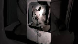 つばさ君　犬小屋　内壁に断熱材　いい顔してる　20221122