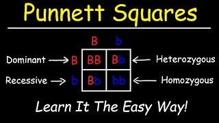 Punnett Squares  Basic Introduction